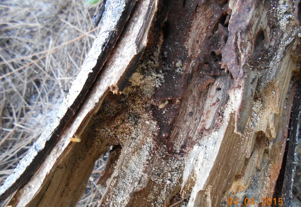 Wood framing hollowed out by termites, with galleries visible along the grain